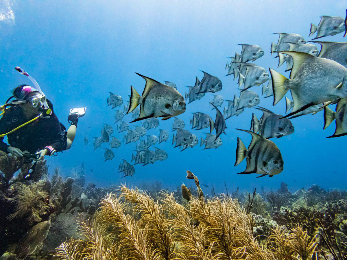 Gracias al buceo, los expertos notaron el peligro que genera el pez león, ya que se alimenta de las especies que son responsables de limpiar las superficies de los arrecifes.