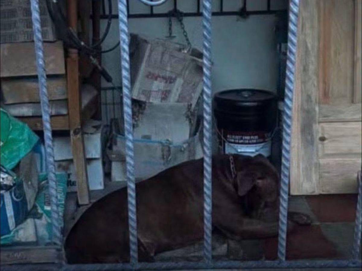 Lo atacó en la mañana y, tras regresar del hospital, lo mató: caso del perro y su dueño en el Hato
