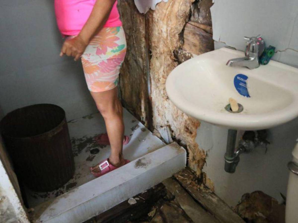 Se robaron los sanitarios y las casas son habitadas por vacas: crisis en Lomas del Diamante