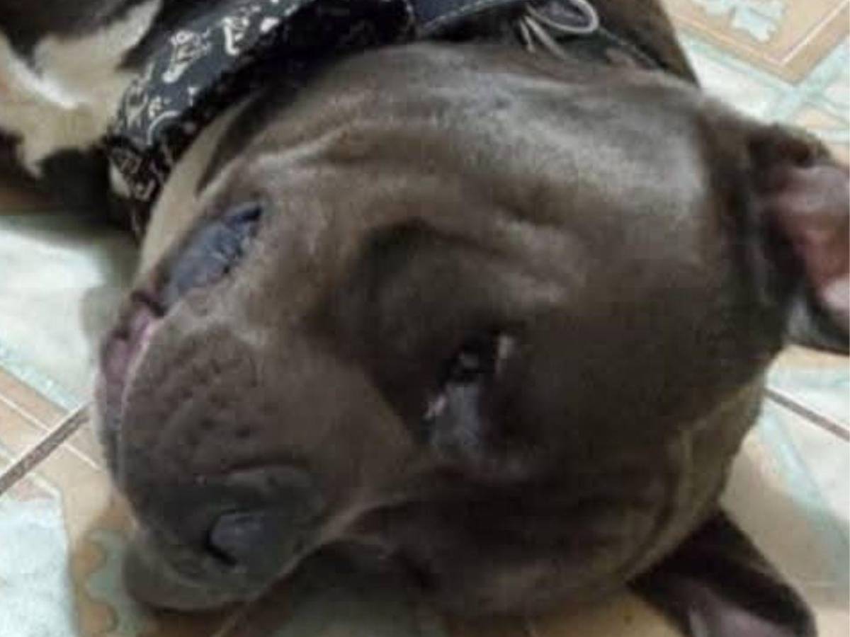 Indignación por muerte de “Chris”, el pitbull que habría sido torturado en Intibucá