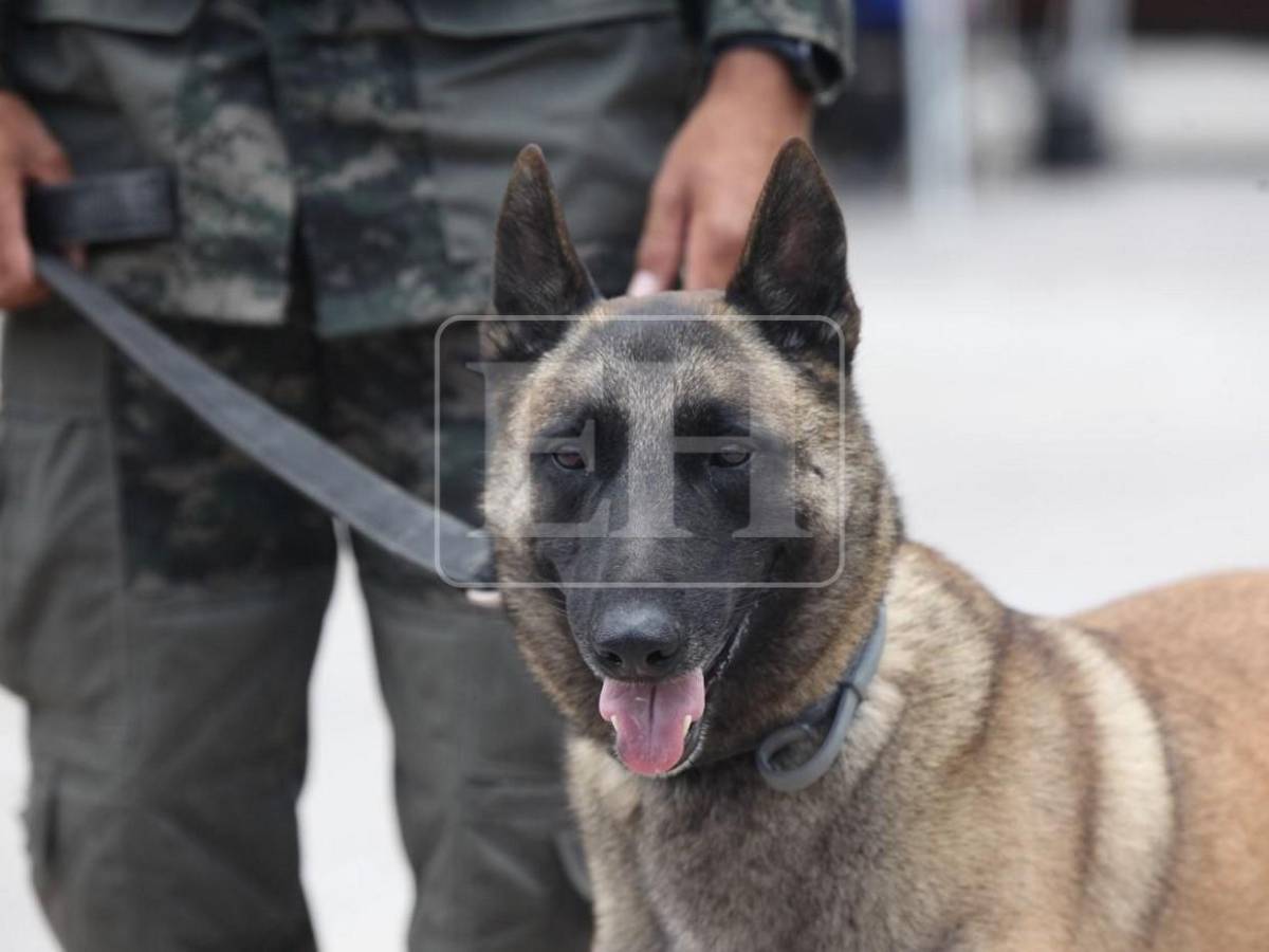 Togo y Mago, héroes que guiaron la búsqueda de víctimas entre el dolor y la esperanza