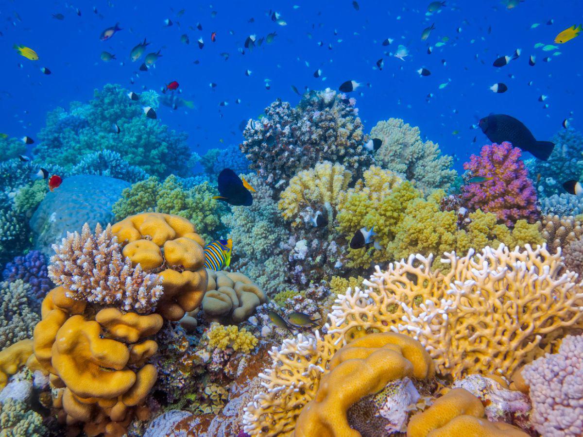 El mejor punto de vista para poder apreciar los arrecifes coralinos en Roatán está entre West End y West Bay.