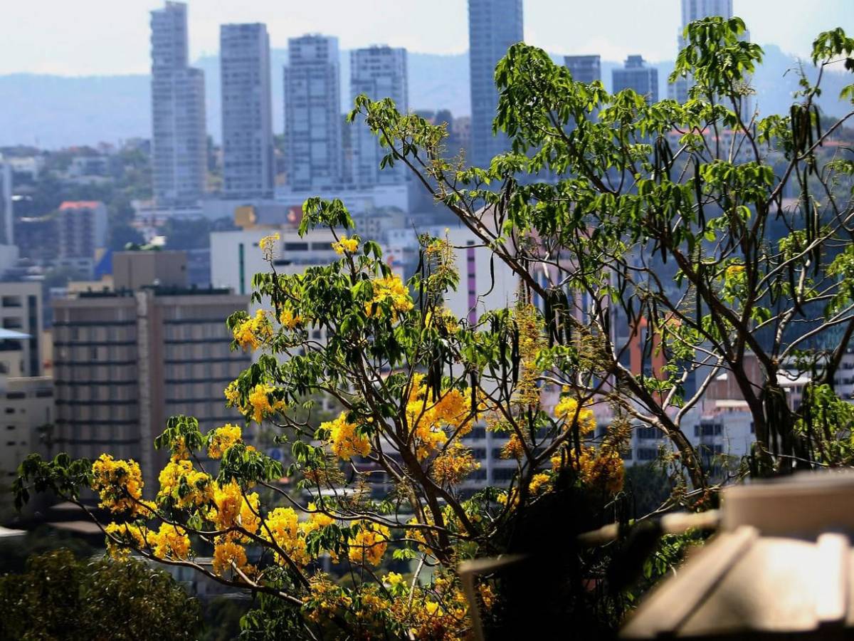 Los macuelizos con sus alegres colores embellecen la capital de Honduras