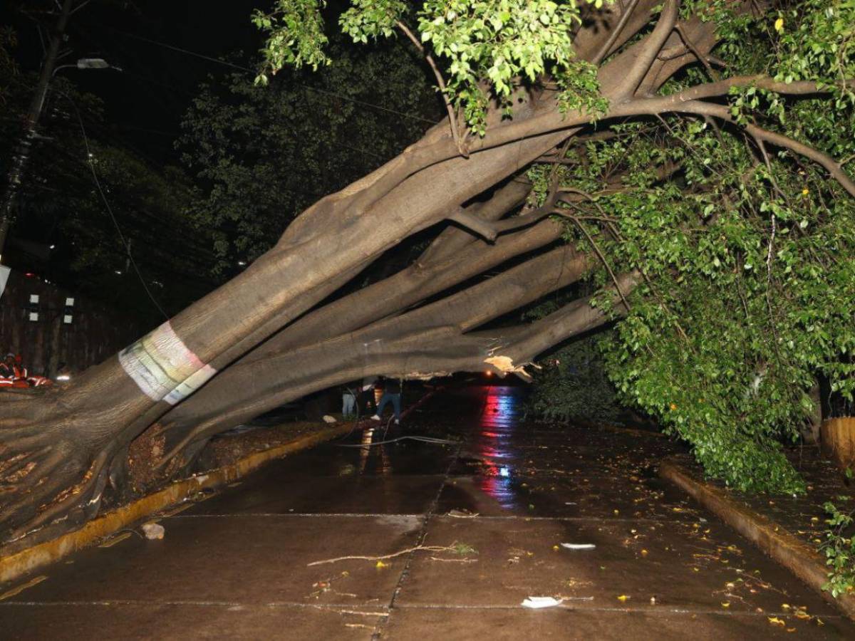 Sin electricidad y sin paso vehicular: caos en Palmira tras caída de árbol por las lluvias
