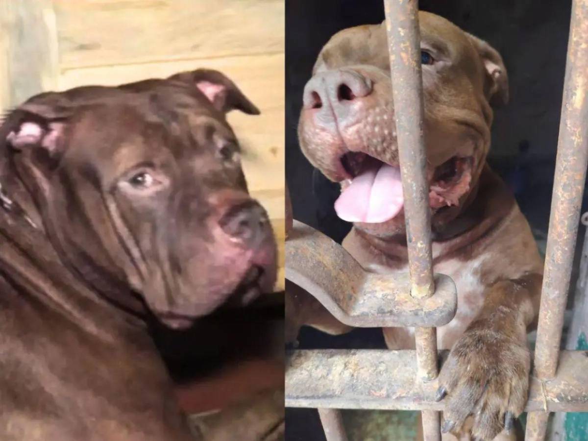 ¿Qué había en la escena? Autopsia determinará si don Alfonzo murió por ataque de su perro Zeus