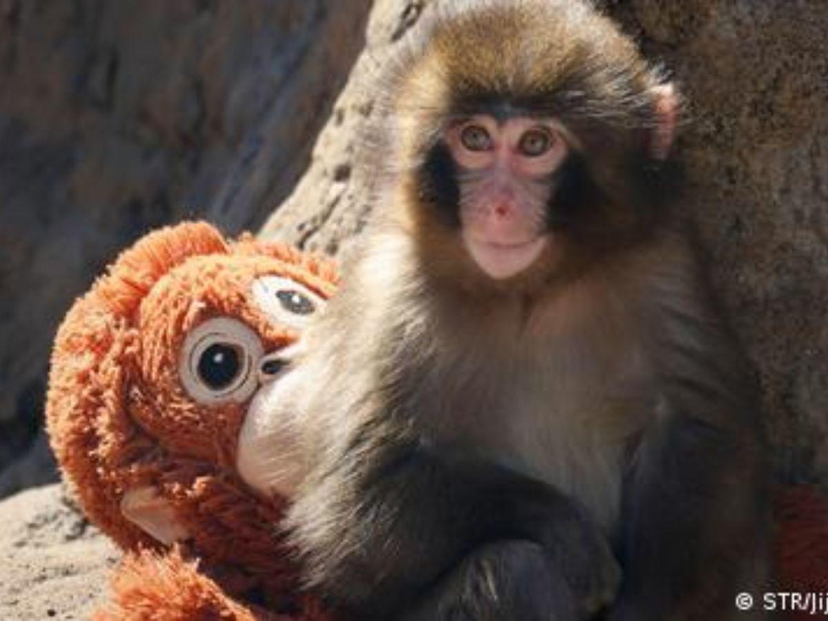 ¿Qué ha pasado con Punch, el macaco que roba corazones con su tierno amigo de peluche?