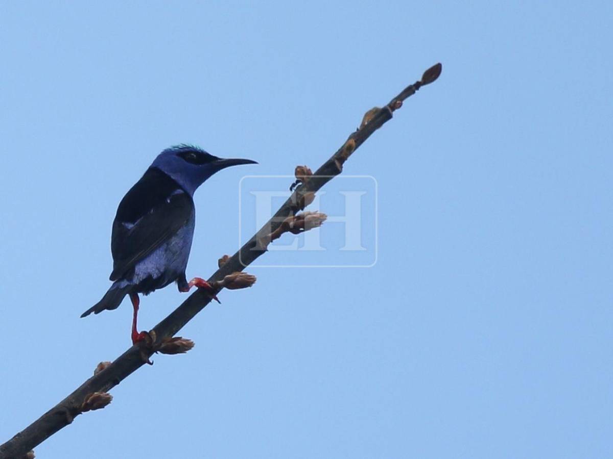 Un recorrido entre las aves que anidan en el corazón verde de Honduras