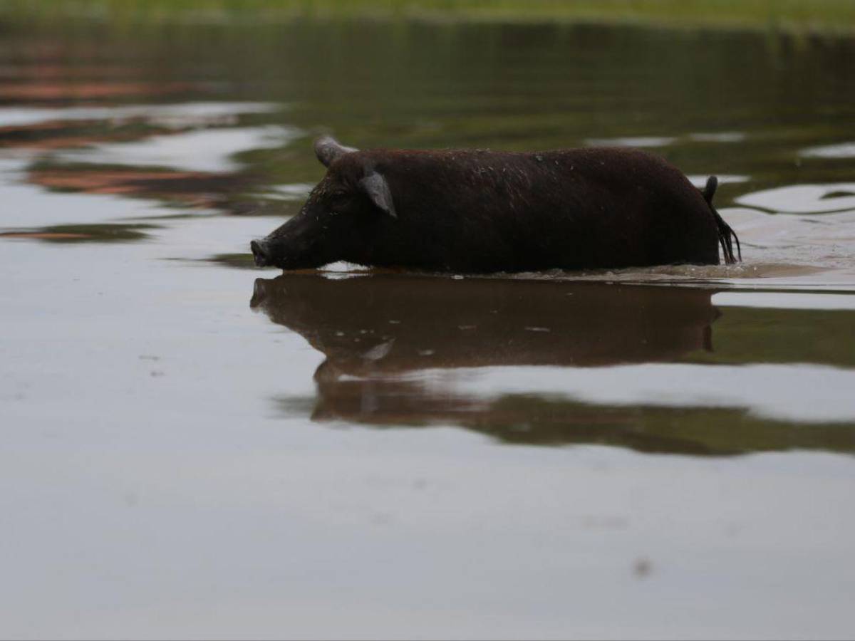 Crisis en Costa de los Amates: inundaciones, cocodrilos y esperanza en medio del caos