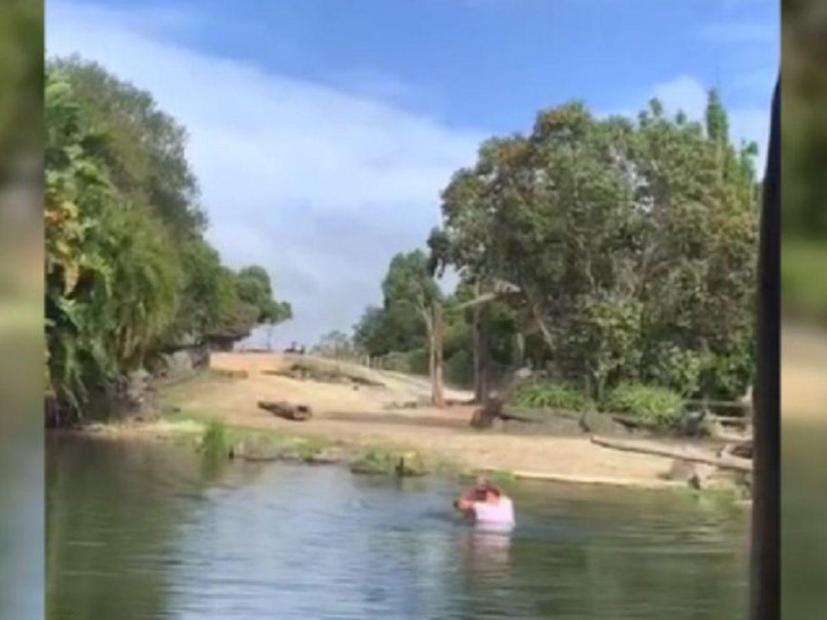 Detienen a hombre por bañarse en un estanque de rinocerontes en Nueva Zelanda