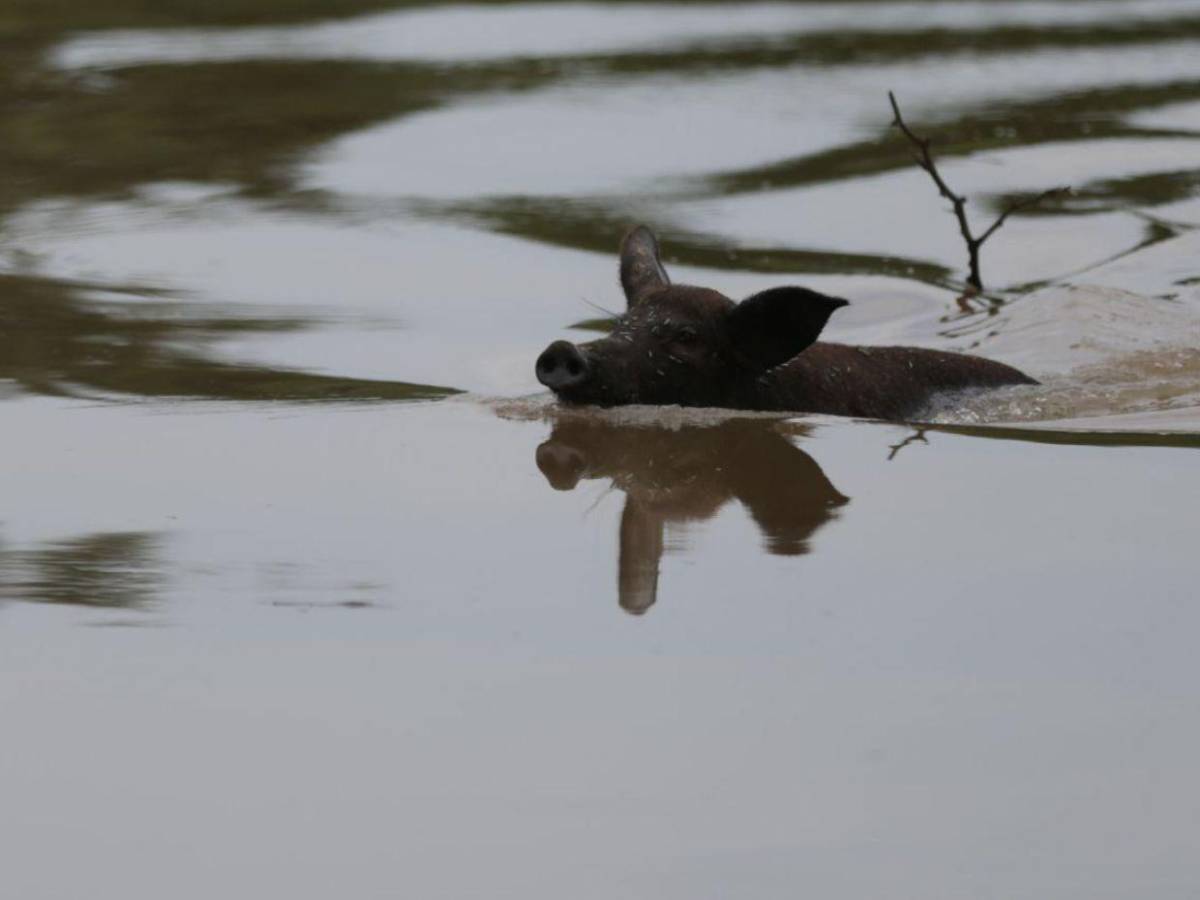 Crisis en Costa de los Amates: inundaciones, cocodrilos y esperanza en medio del caos