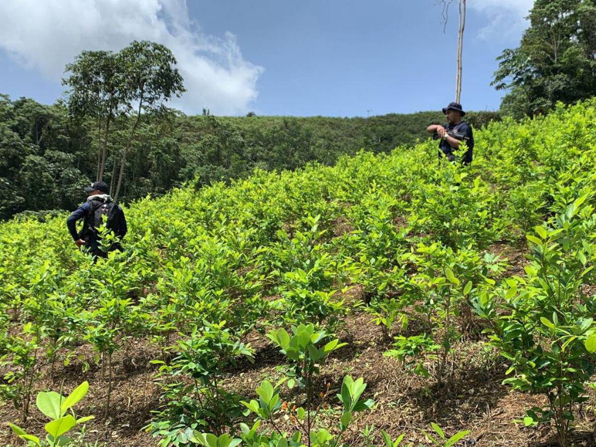 Destruyen plantación de coca valorada en más de 35 millones de dólares en Patuca