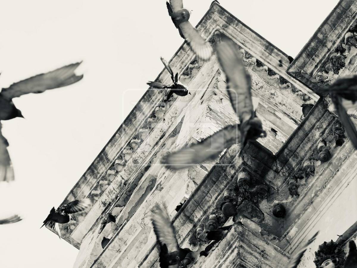 El vuelo de las palomas transforma la Iglesia Los Dolores en una postal única