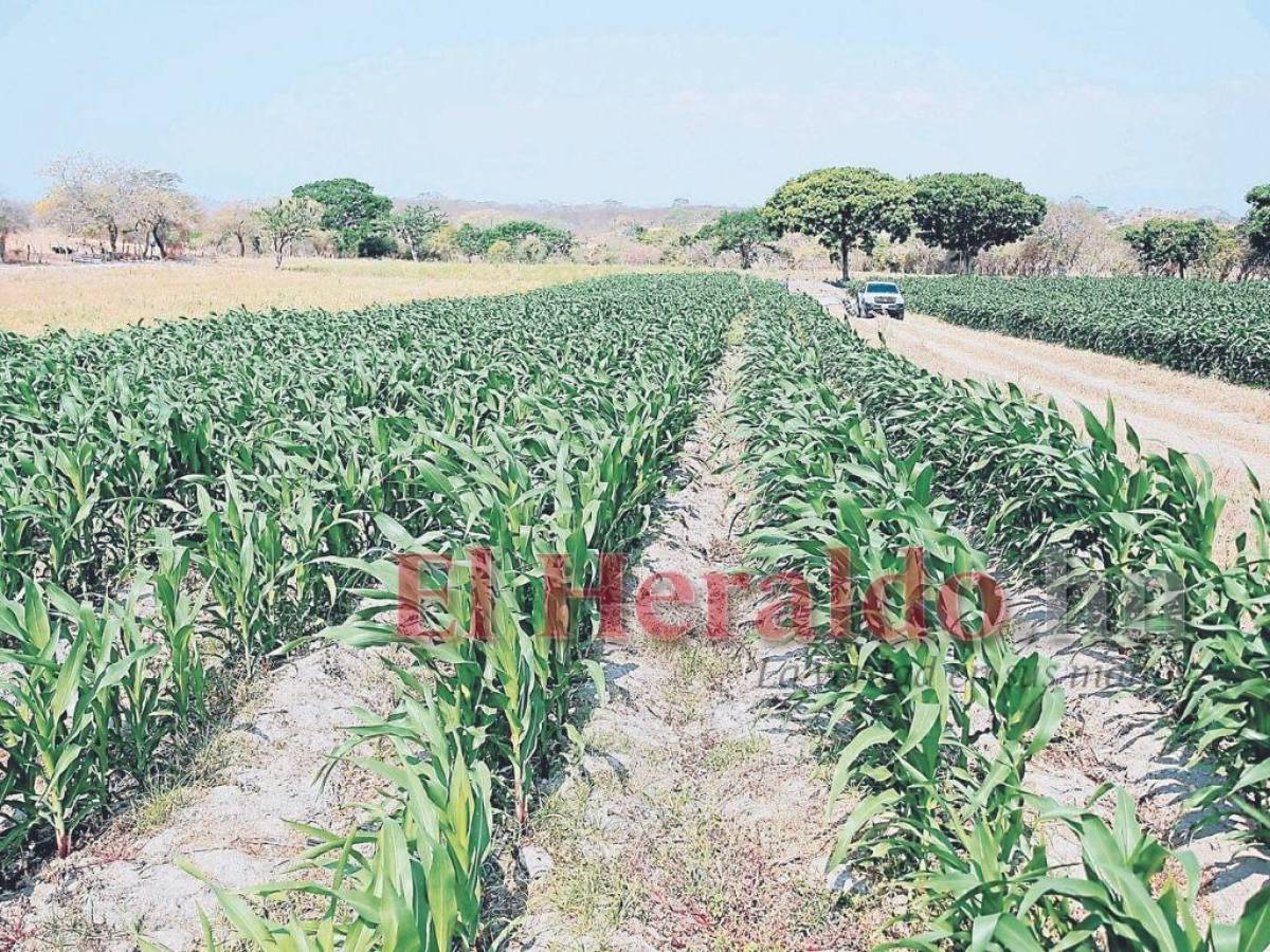 24 mil manzanas dependen de las lluvias para ser cultivadas en Comayagua