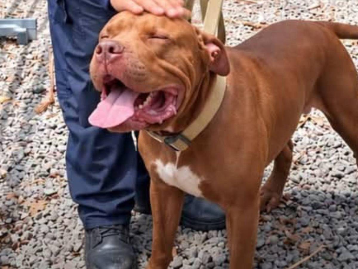 Esto hicieron con Zeus tras haber matado a su dueño en Tegucigalpa: impacta su cambio
