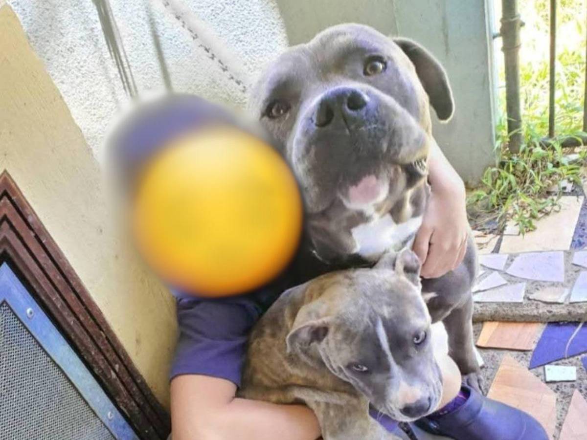 Indignación por muerte de “Chris”, el pitbull que habría sido torturado en Intibucá