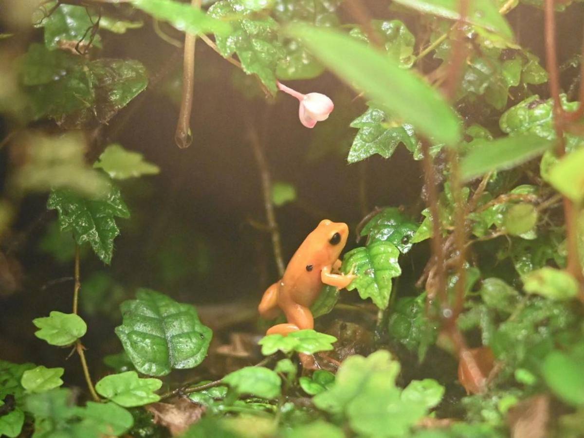 Diminuta pero letal, así es la rana dardo usada contra Navalni, ¿cómo afecta al cuerpo?