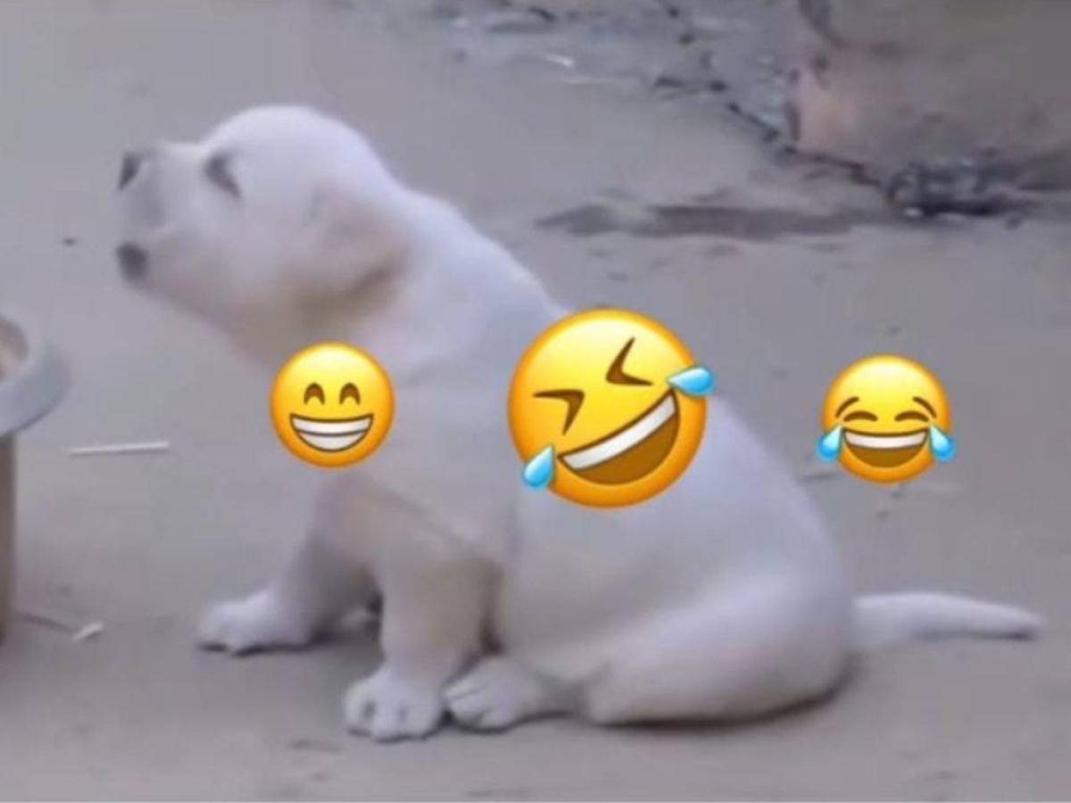 VIDEO: Cachorro se vuelve viral al “cacarear” como un gallo