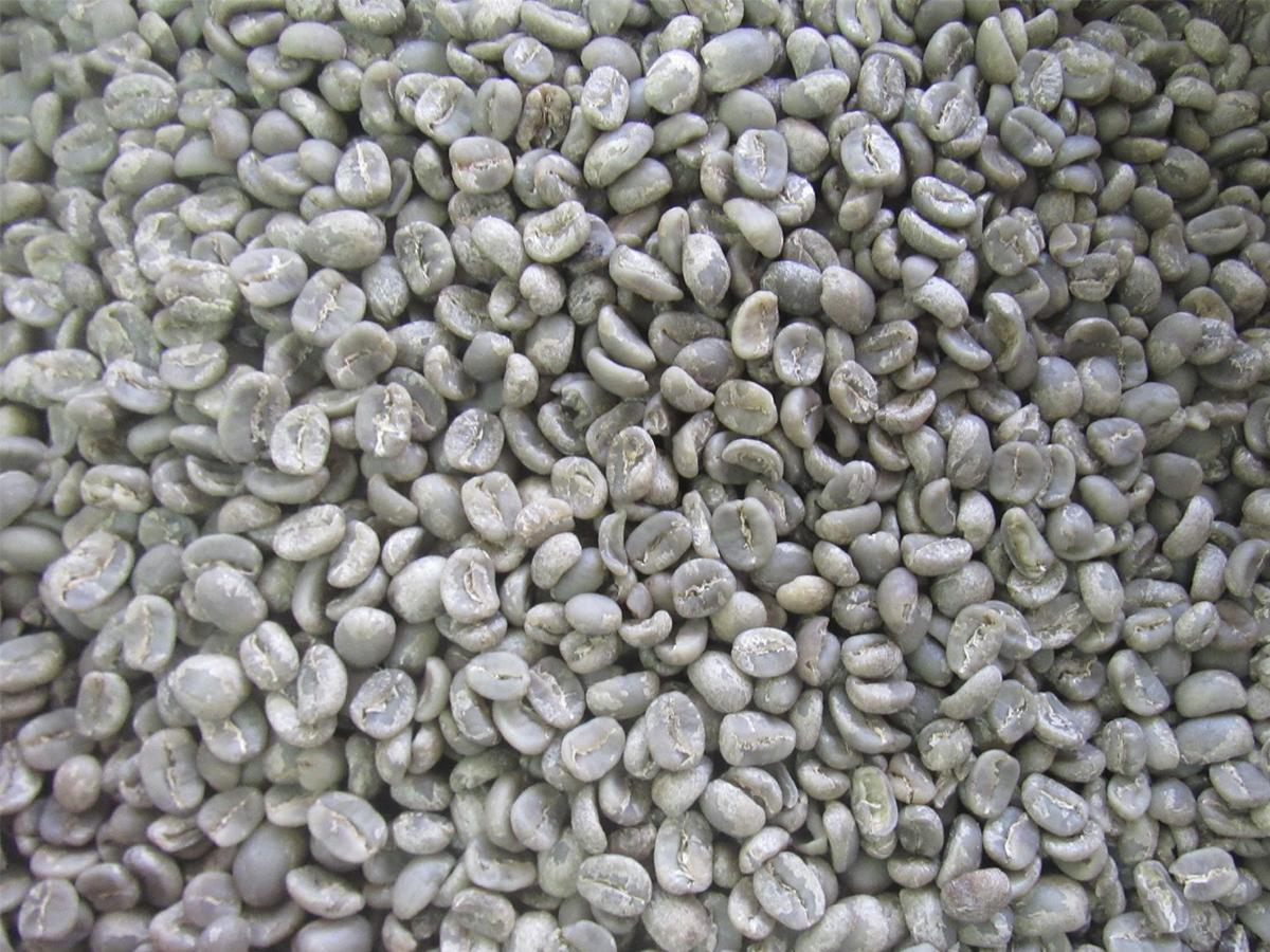 <i>En la Finca Santa Elena podrá disfrutar plenamente esta experiencia del grano a la taza.</i>