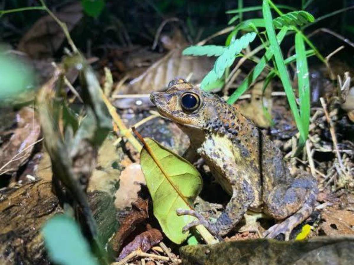 Bad Bunny convierte al sapo Concho puertorriqueño en símbolo de su nuevo álbum