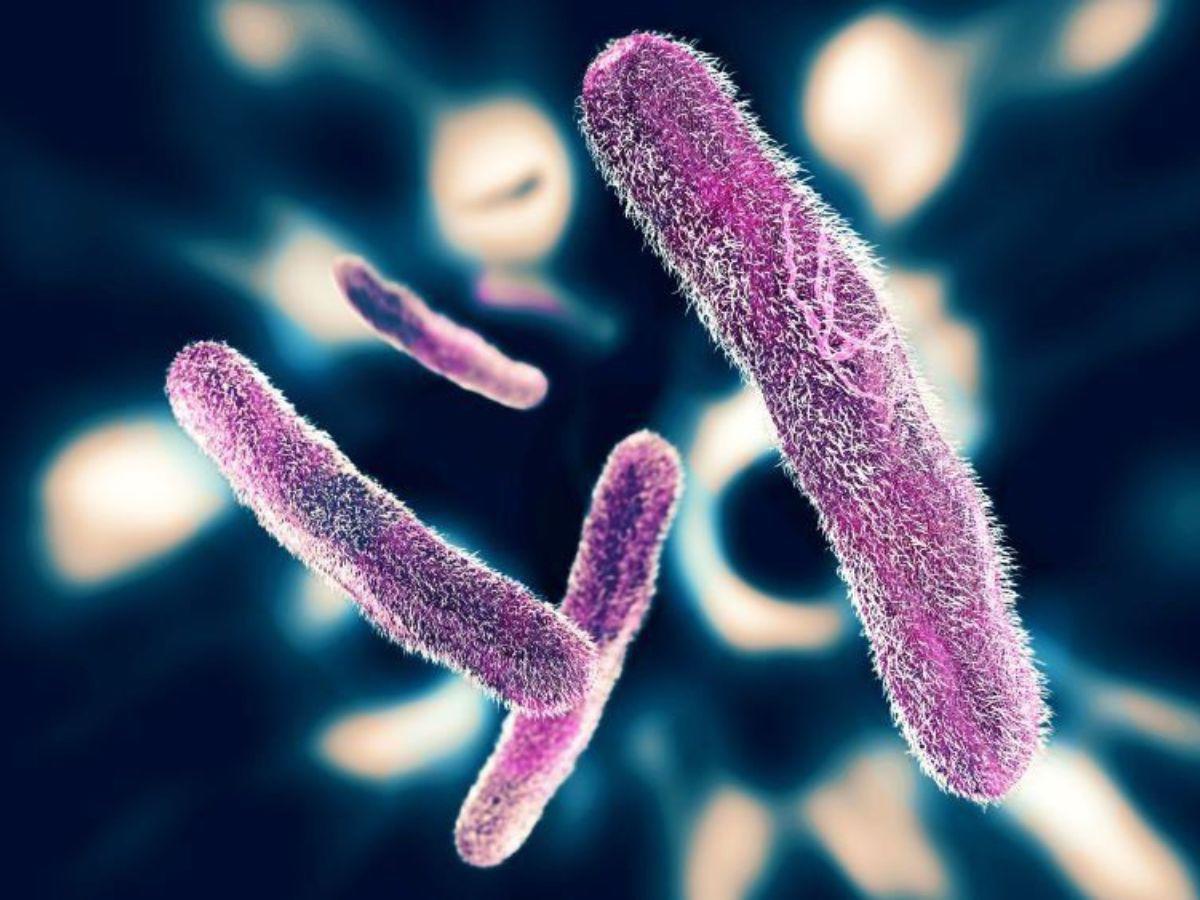 Una bacteria mata a tres personas en Connecticut y Nueva York