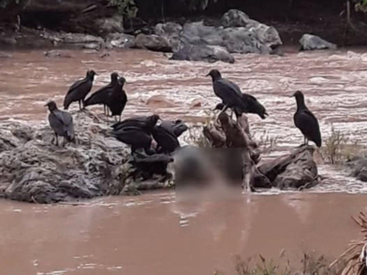 Aves de rapiña lo devoraban: rescatan cuerpo en estado de descomposición del río Chamelecón