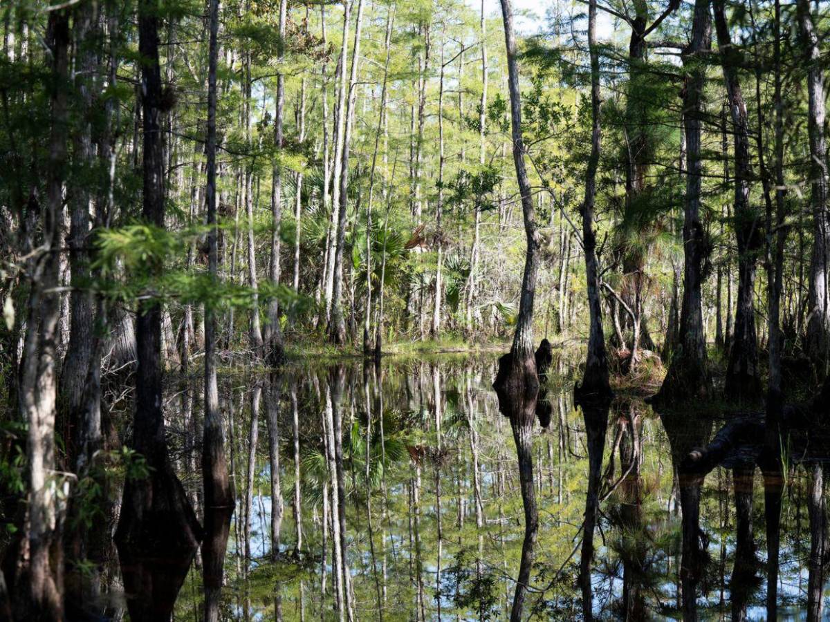 Así es Alligator Alcatraz, la nueva prisión para migrantes en Florida