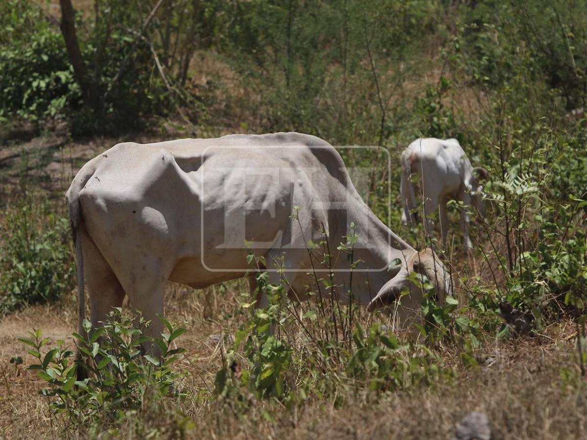 Sin agua ni forraje: la lucha diaria de pequeños ganaderos por salvar sus vacas