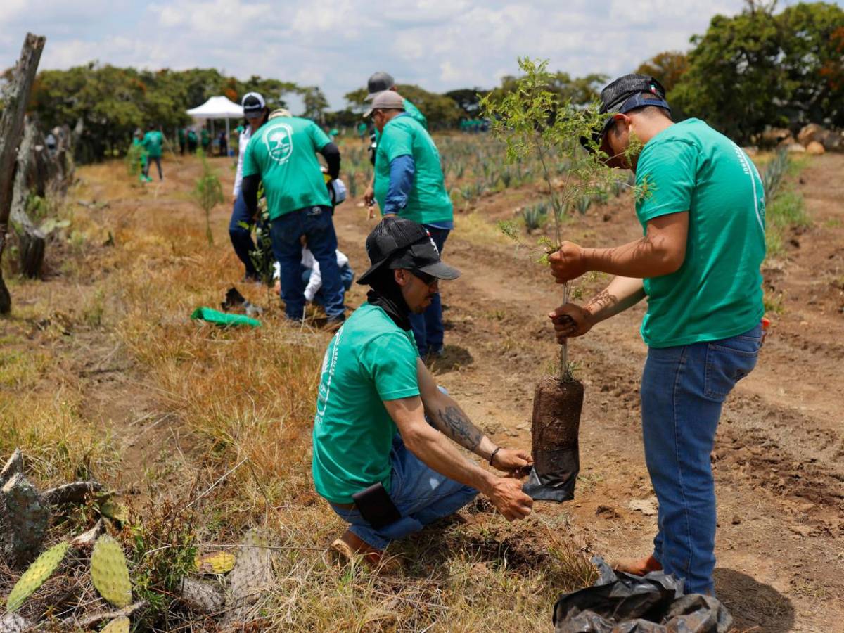 Jalisco reforesta sus bosques tras expansión de cultivos de agave para producir tequila