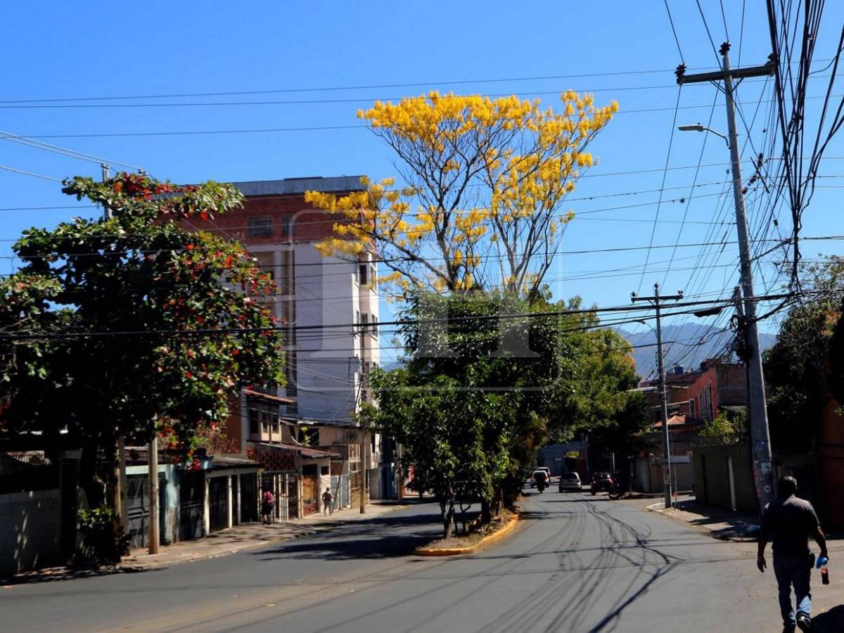Un espectáculo natural: flores llenan de frescura la capital hondureña​​​​​​