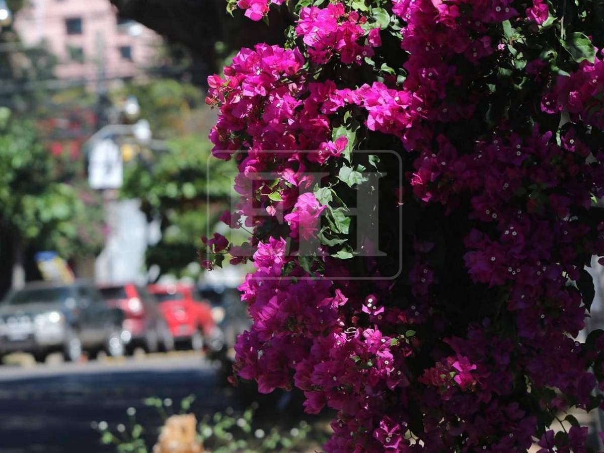 Un espectáculo natural: flores llenan de frescura la capital hondureña​​​​​​