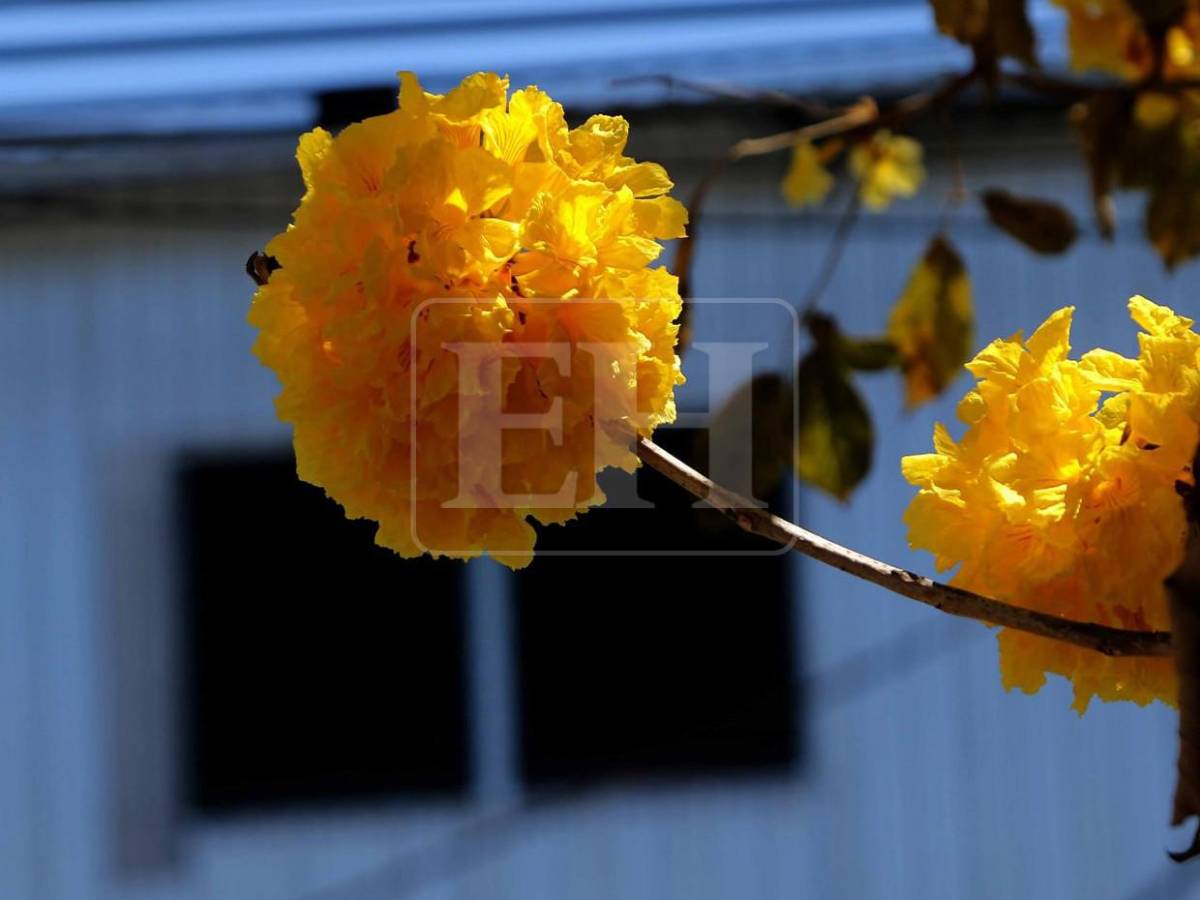 Un espectáculo natural: flores llenan de frescura la capital hondureña​​​​​​