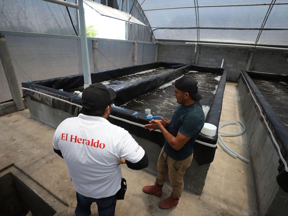 La empresa privada advirtió de la pérdida de empleos en el rubro del camarón.