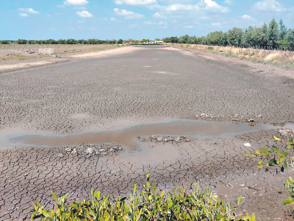 Suspenden operaciones 62 fincas camaroneras