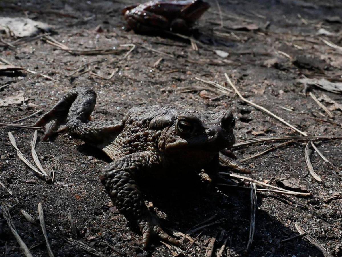 ¡Paso a los anfibios!: San Petersburgo ayuda a las ranas en su migración