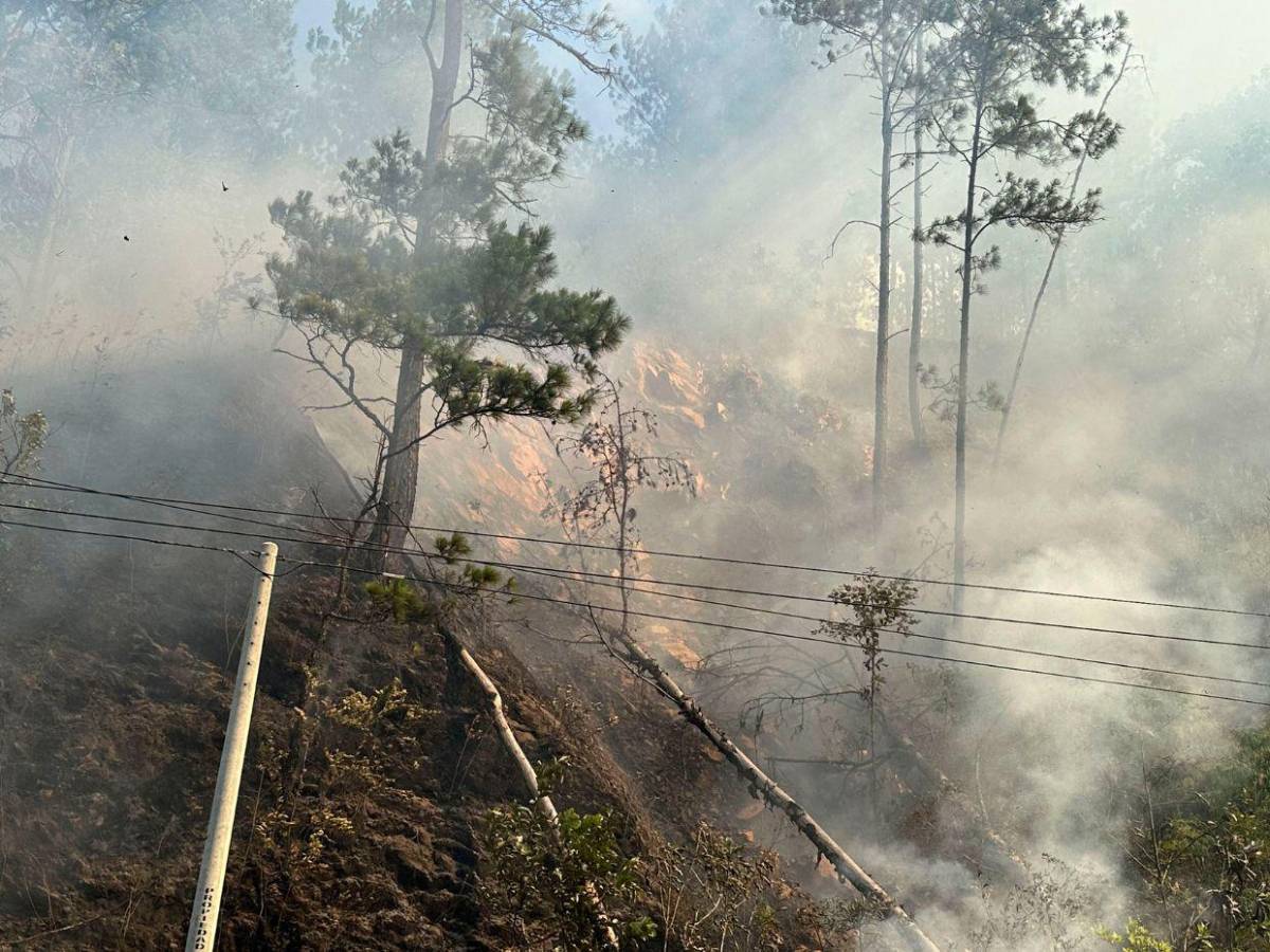 Industria de la madera en Honduras sobrevive entre incendios, tala ilegal y gorgojos