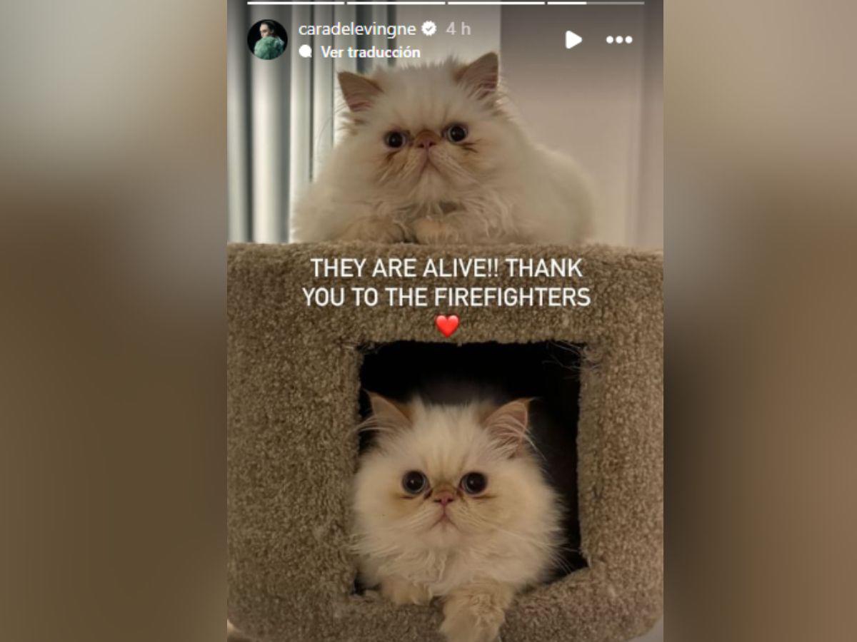 Los gatos de Cara fueron rescatados por los bomberos en el incendio.