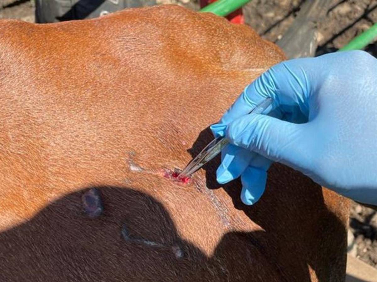 Estados Unidos confirma su primer caso en humanos del gusano barrenador