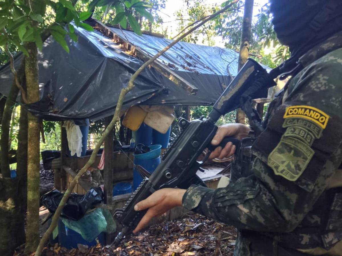 Aseguran plantación con 25 mil arbustos de hoja de coca en Bonito Oriental, Colón