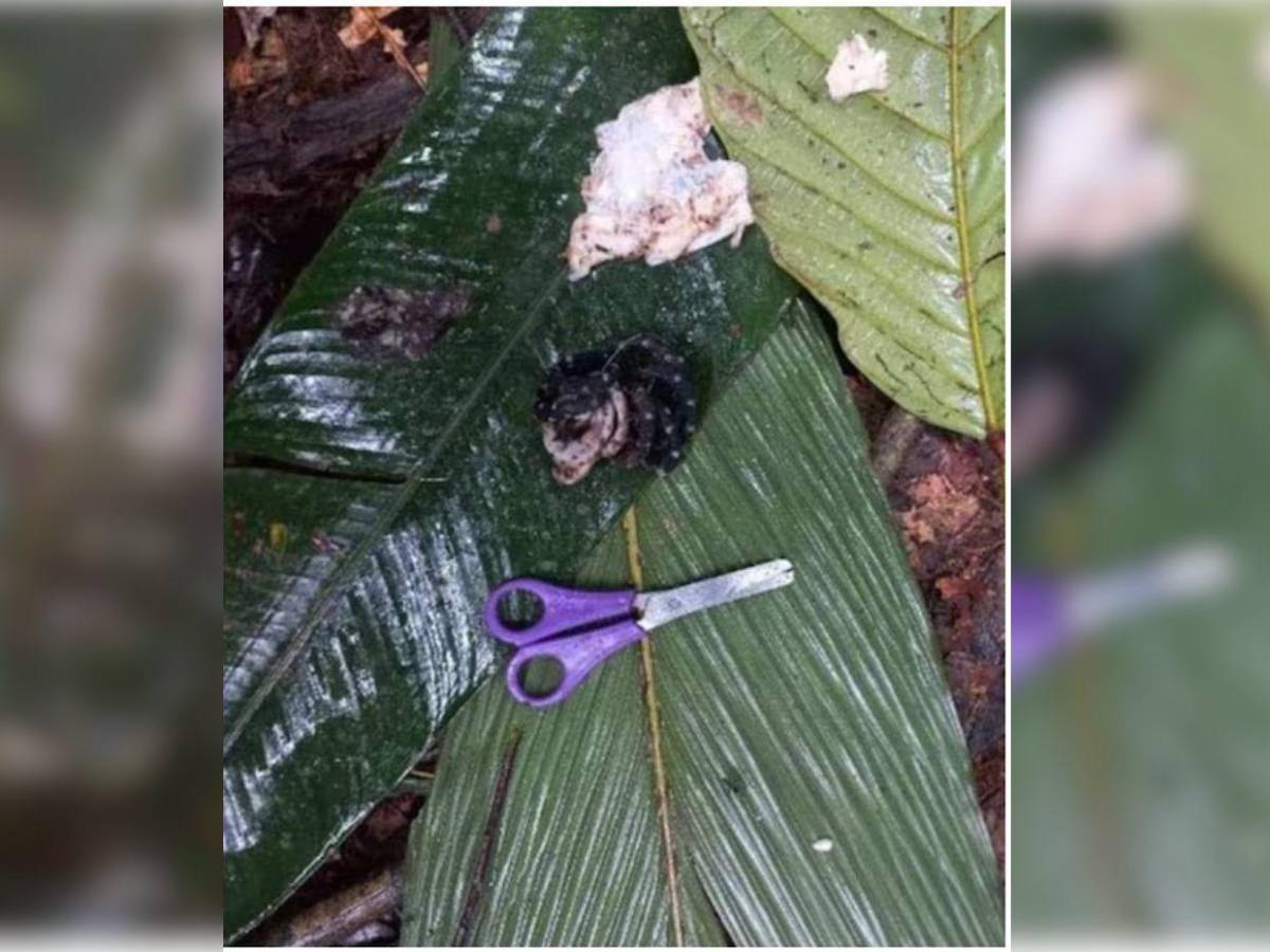 40 días en la selva: ¿qué ha sido de los hermanos Mucutuy, los niños perdidos en Colombia?