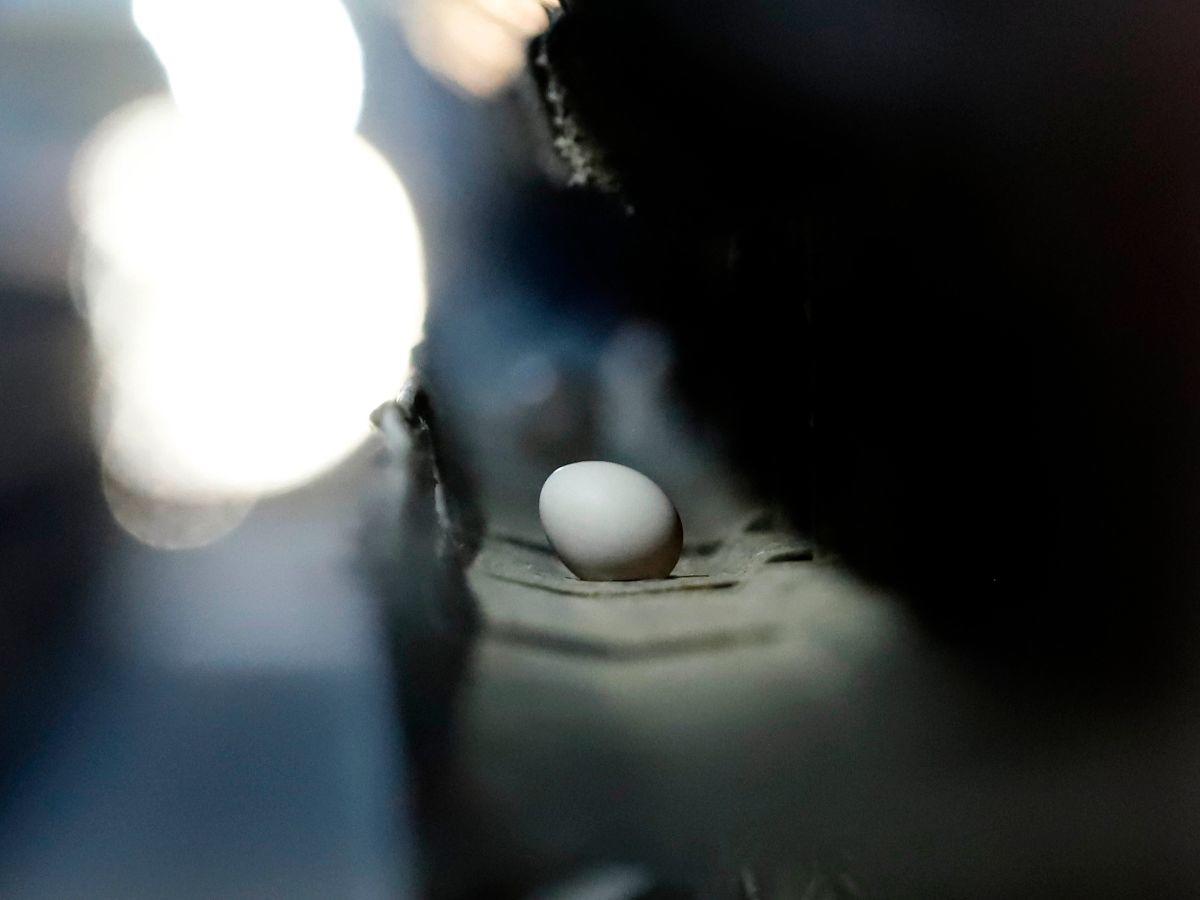 $!Entre las semanas 24 y 104, la gallina está en la etapa de producción y el tamaño del huevo va dependiendo de la edad de la gallina, por eso la mayor cantidad de huevo que se encuentra en el mercado es mediano.