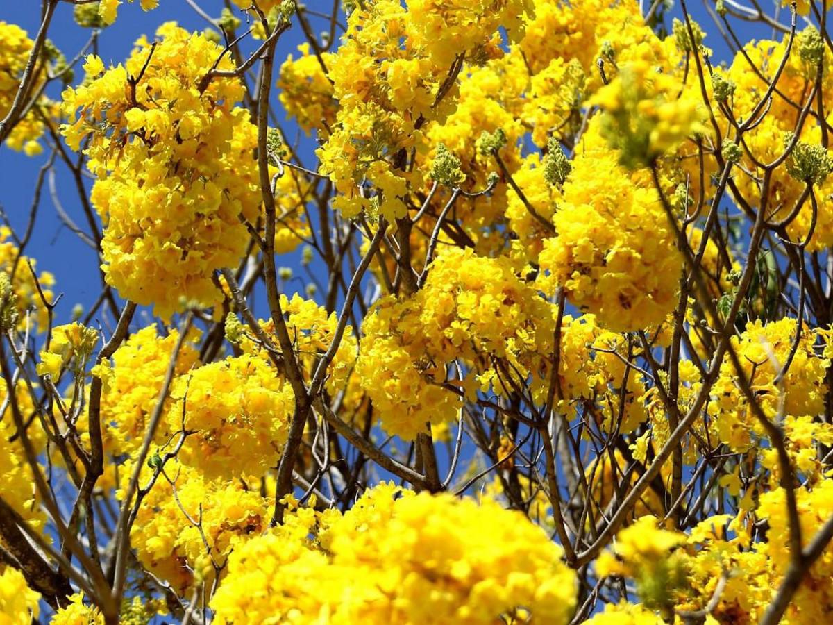 Los macuelizos con sus alegres colores embellecen la capital de Honduras