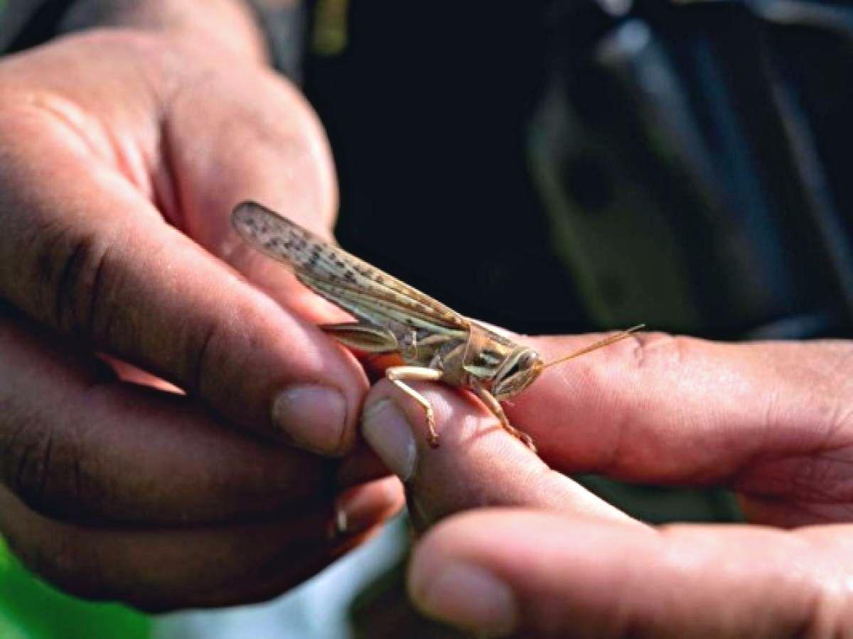 Chachalaca amenaza al bosque hondureño