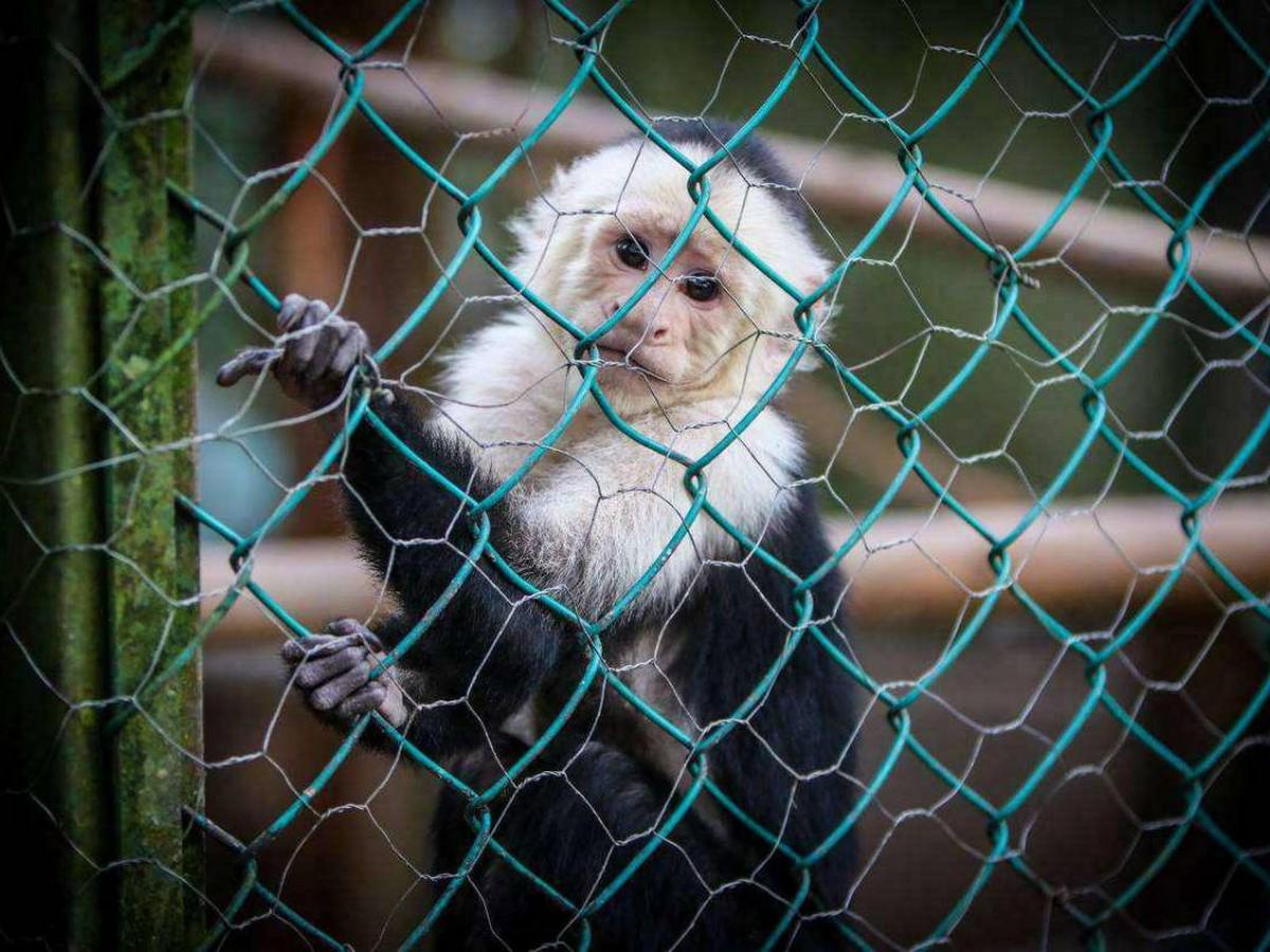 ¿Qué debe hacer para entregar un animal silvestre al Estado?