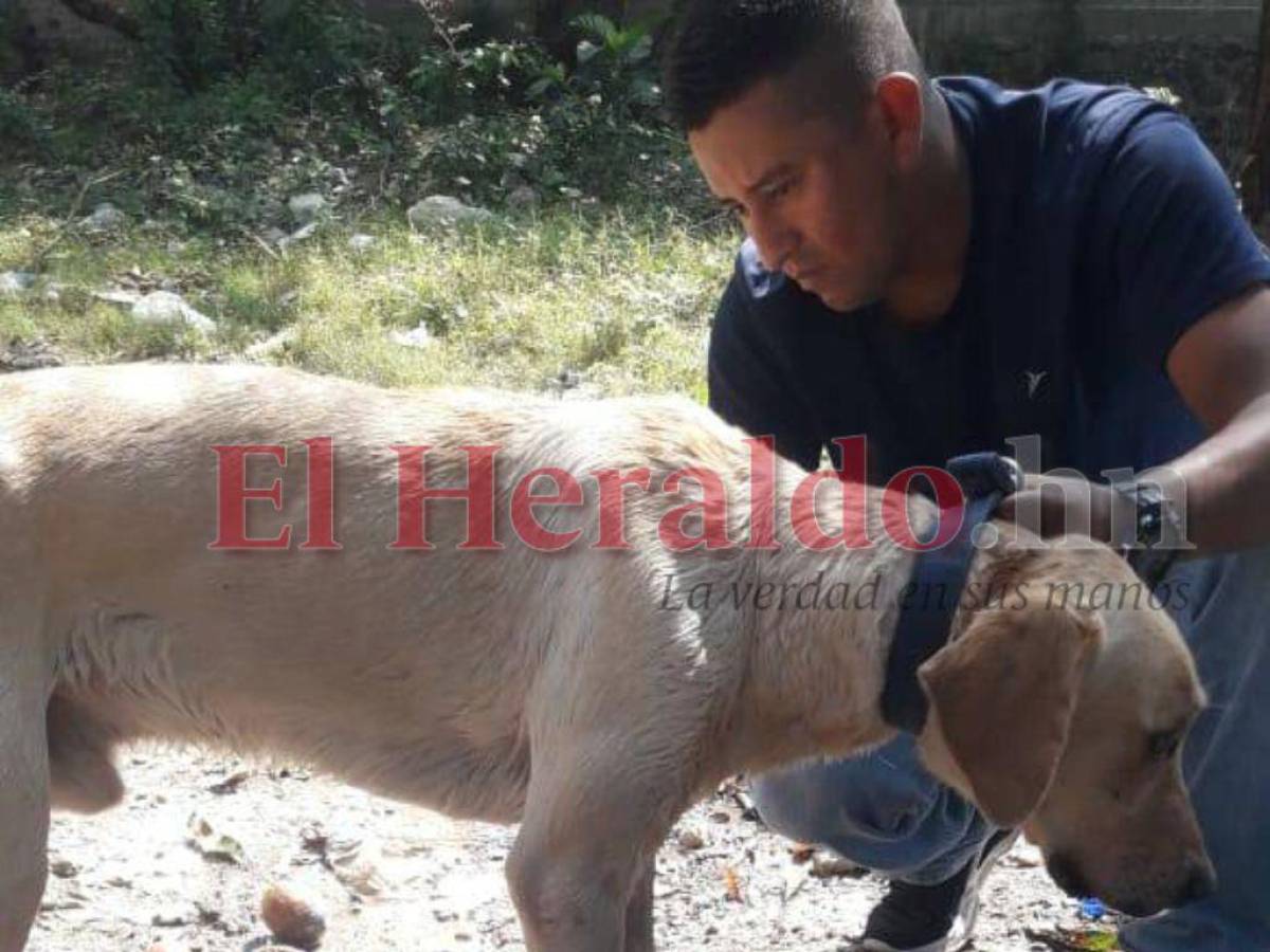 El sargento Ramos, de la seguridad del Pacheco Flores, bañando el perro de su jefe en la casa del militar en Santa Rita, Yoro.