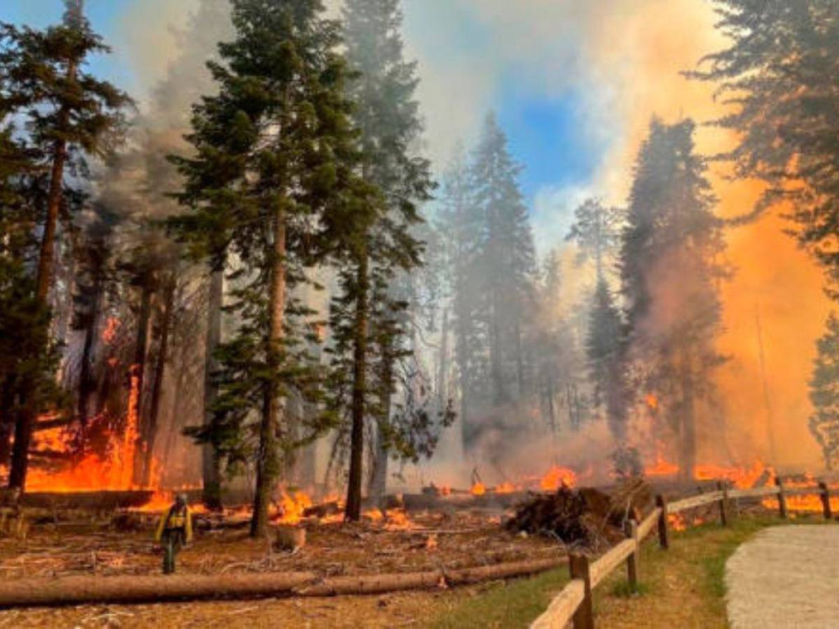 Incendio forestal amenaza el bosque de las Mariposas en parque de California