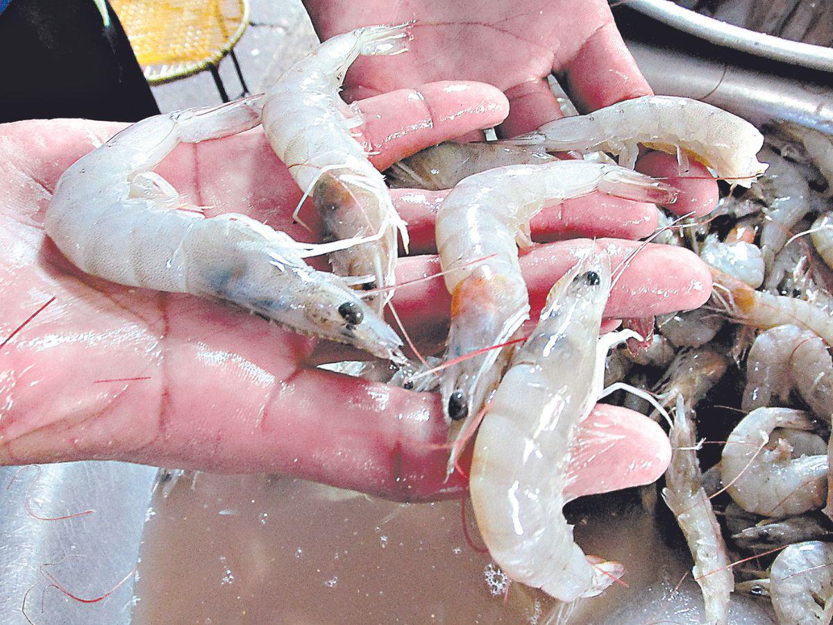 México revisará camaroneras la próxima semana