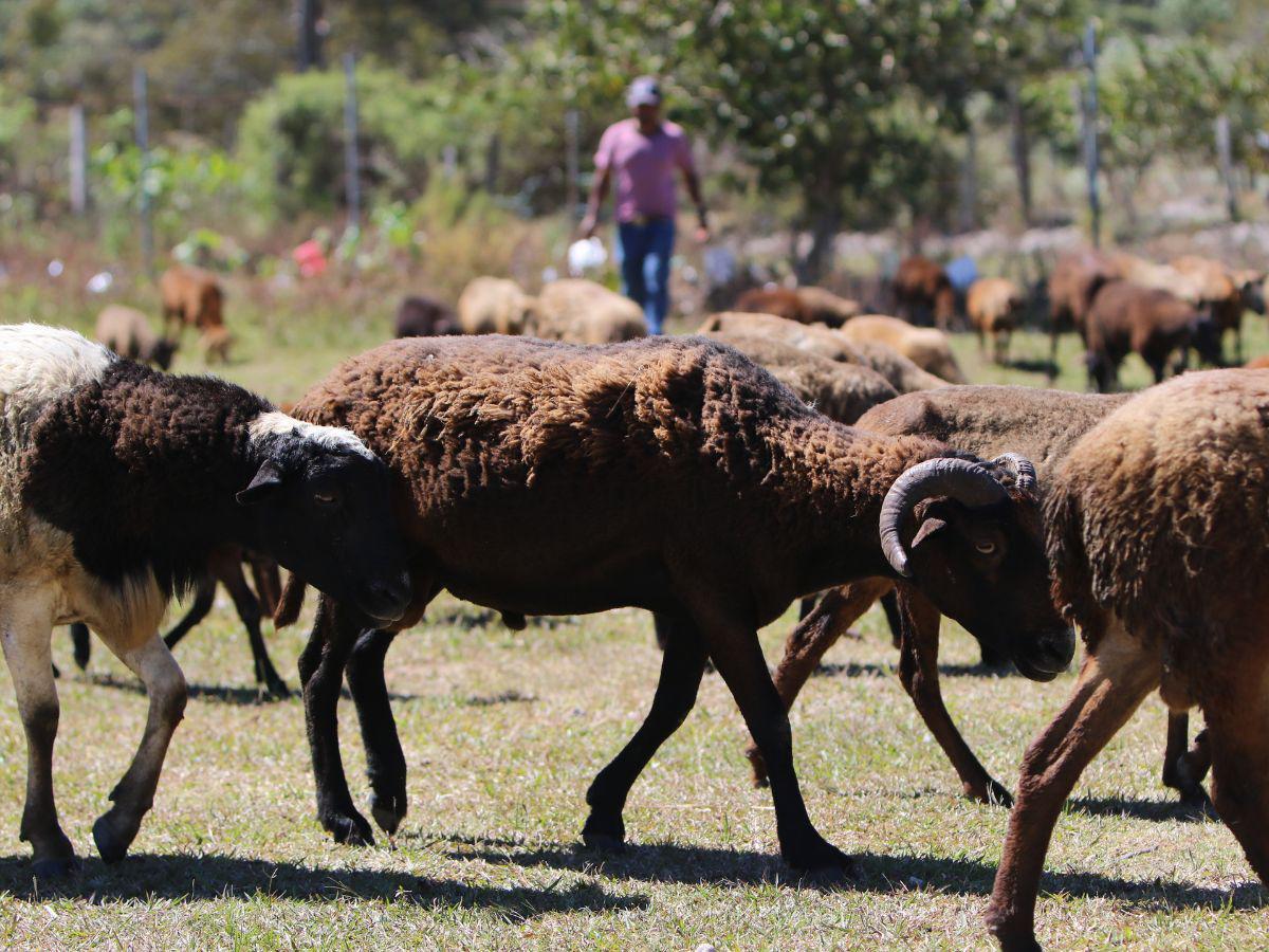 Un paseo histórico entre las ovejas de tierra lenca de Lepaterique
