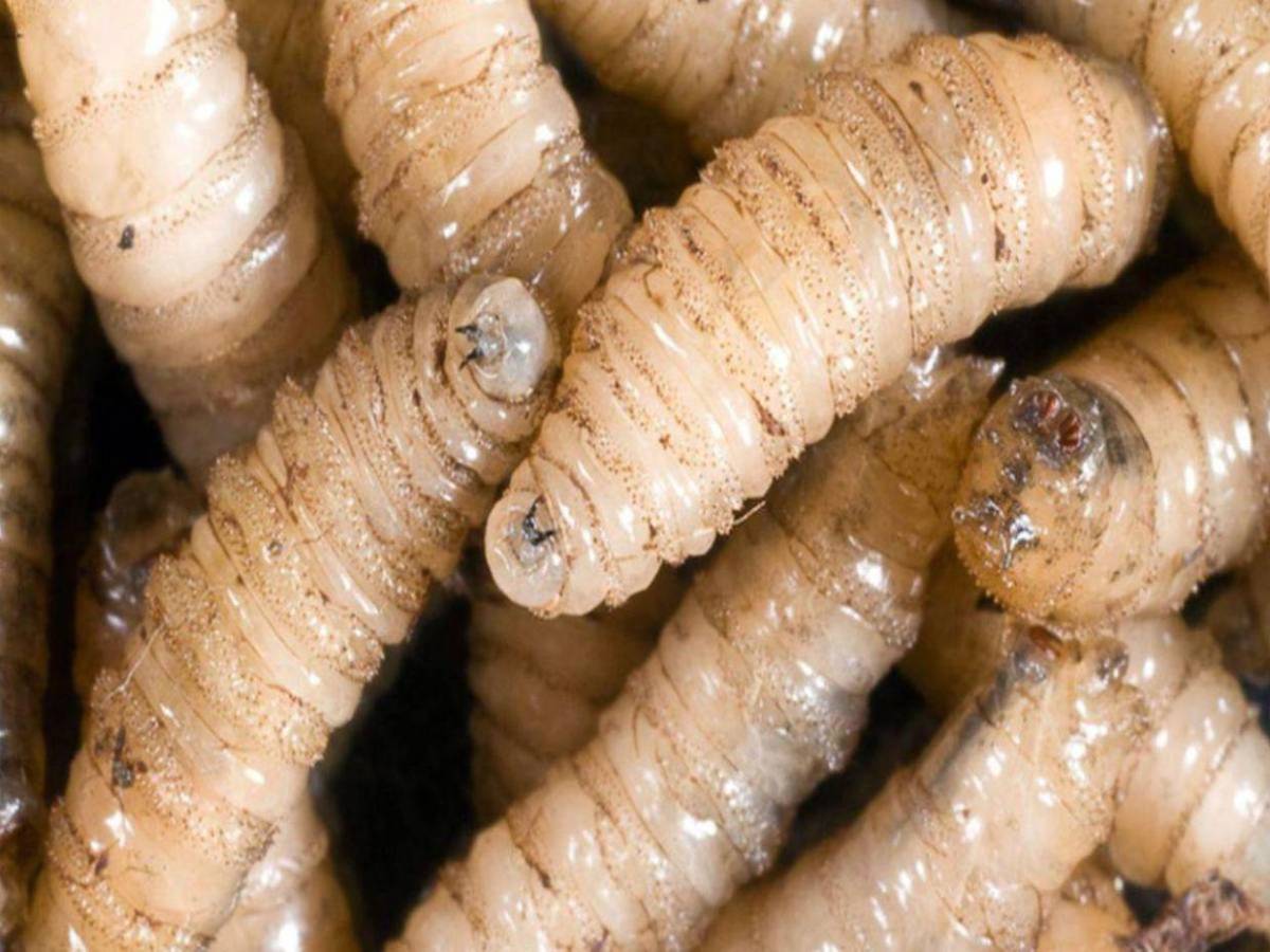 Estados Unidos confirma su primer caso en humanos del gusano barrenador