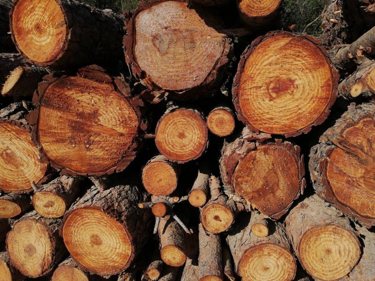 Industria de la madera en Honduras sobrevive entre incendios, tala ilegal y gorgojos