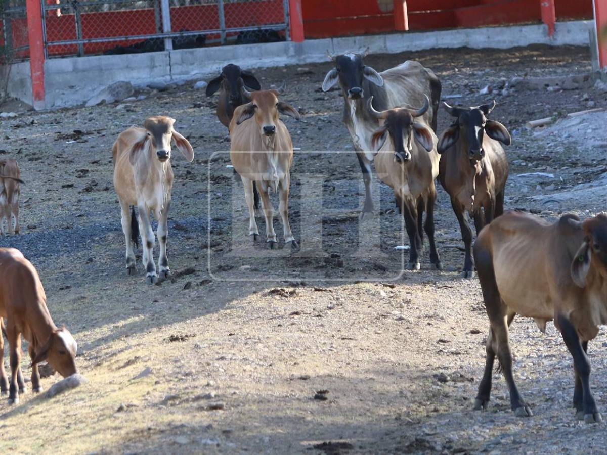 Sin agua ni forraje: la lucha diaria de pequeños ganaderos por salvar sus vacas